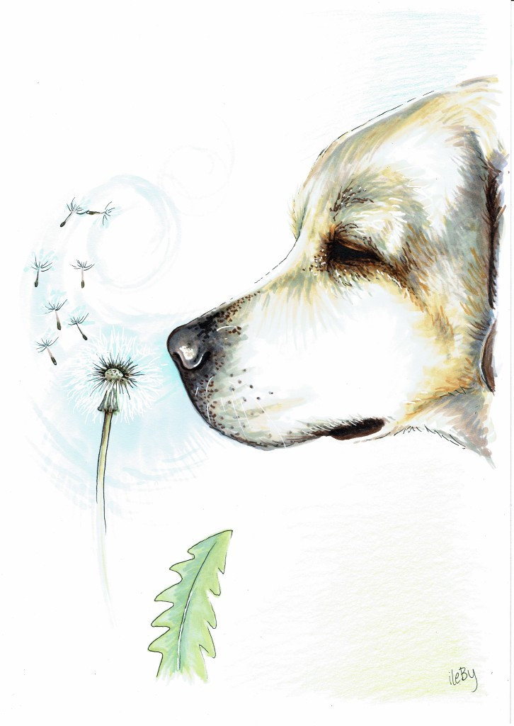hund