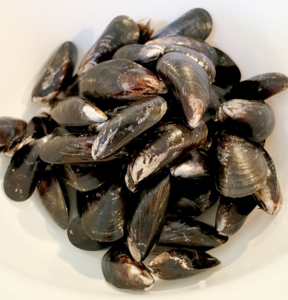 musslor
